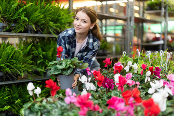 Female landscape designer gets acquainted with assortment of flower shop warehouse, choose plants to create landscaping project, select and buy cyclamen shrub potted flower.. . © JackF