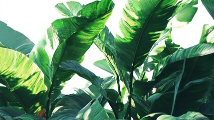 Exotic Banana Leaves Against the Sky with Beautiful Contrasting Light and Shadow.