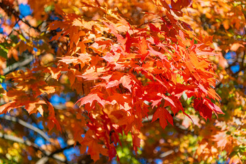Nature in fall season. Autumnal sunny day. Seasonal leaves on tree. Natural autumn leaves. Autumn beauty of nature. Fall season nature. Fall leaves of tree. Maple glow. Autumn tree