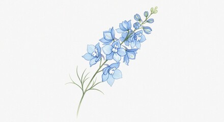 Fine Art Composition Featuring Blue Delphinium and Larkspur Flowers in Watercolor on White Background