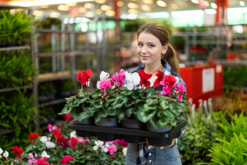 Female landscape designer gets acquainted with assortment of flower shop warehouse, choose plants to create landscaping project, select and buy cyclamen shrub potted flower.. . © JackF