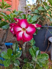 Close-up de Rosa do Deserto Adenium Obesum bicolores (vermelho e branco) em vaso