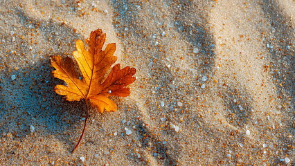 a maple leaf on beach