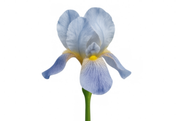 Blue iris flower blooming, showing delicate petals and vibrant yellow accents, plant on transparent background