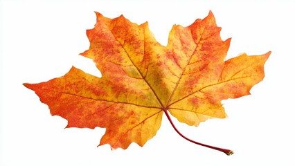 Obraz premium A single vibrant red and yellow maple leaf isolated on a plain white background