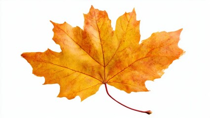 Obraz premium A single vibrant orange and yellow maple leaf with a thin red stem rests against a clean white background
