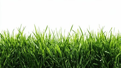 Fototapeta premium Vibrant green grass blades against a clean bright white background showing lush growth