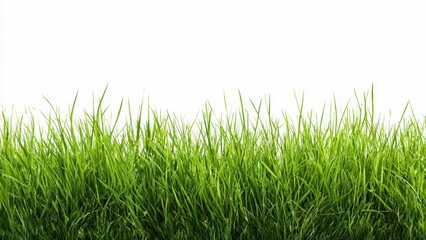Fototapeta premium Vibrant green grass blades growing densely against a clean white background