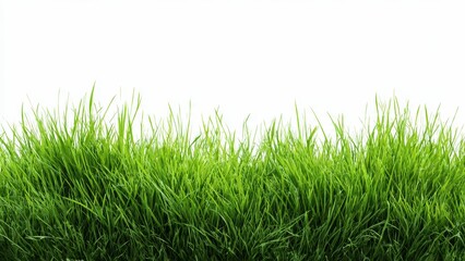 Fototapeta premium Lush green grass blades extending across a clean white background detailed and vibrant