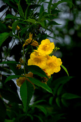Yellow bells on a tree