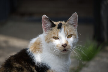 Close-up of a calico cat with striking eyes and a curious expression outdoors.