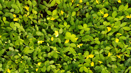 Top-down view of lush green ground cover plants with small yellow flowers, filling the frame. Represents nature texture, gardening, environment, fresh growth, and tropical backdrop.