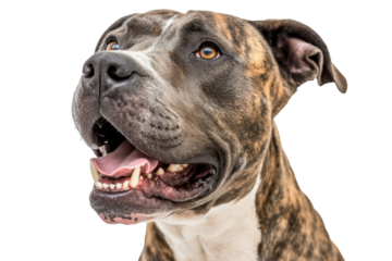 happy brindle pit bull isolated on white background.