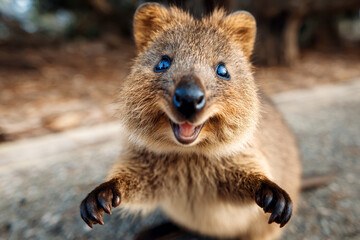 Fototapeta premium Delightful quokka portrait capturing its endearing smile and curious gaze in natural setting