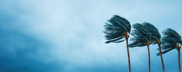 Obraz premium Tropics Tropical storm Remote concept. Windy trees against a blue sky backdrop.