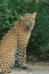 portrait of a leopard Portrait shot of leopard in natural habitat