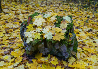 Mossy Stone Adorned with Golden Autumn Leaves