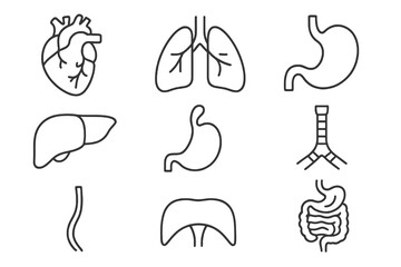 Set of 9 minimalist line icons showing respiratory and digestive organs such as lungs, liver, and esophagus, perfect for medical education design.