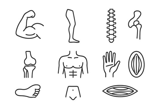Black thin line vector icons of human muscles and joints like biceps, spine, and knee, perfect for anatomy, medical, and physiology projects.