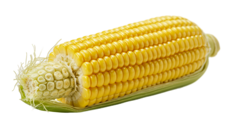 Fresh Corn on the Cob Yellow Ripe with Green Husk Realistic Photo