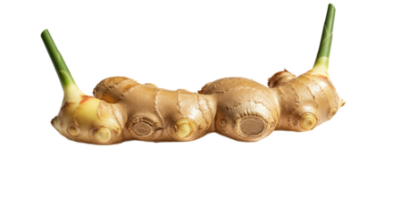 Fresh Ginger Root Isolated with Green Sprouts Soft Warm Lighting