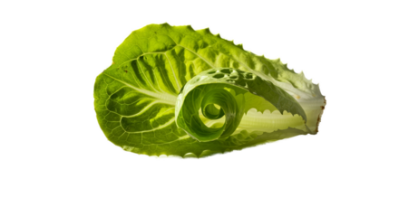 Fresh Green Lettuce Leaf With Water Droplets Vibrant Lighting