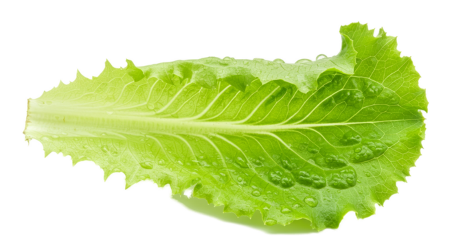 Fresh Green Lettuce Leaf Veins Macro Detail Isolated Realistic Photo