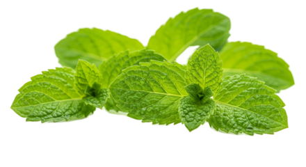 Fresh Mint Leaves Green Background Isolated Realistic Photo