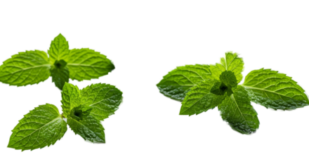 Fresh Mint Leaves With Water Droplets on Green Background