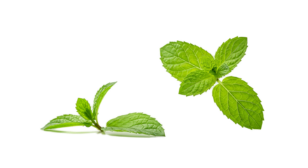 Fresh Mint Leaves with Water Drops on Green Background Realistic Photo