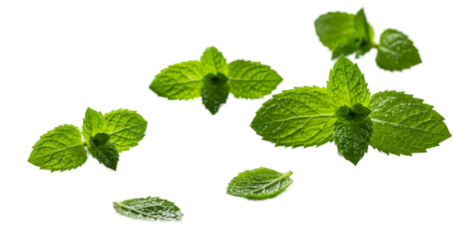 Fresh Mint Leaves Floating In Green Liquid Soft Focus Realistic Photo