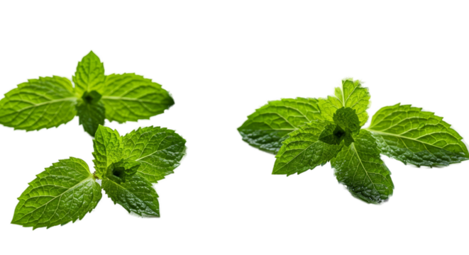 Fresh Mint Leaves With Water Droplets on Green Background