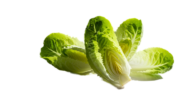 Fresh Romaine Lettuce Isolated Green Background Studio Lighting