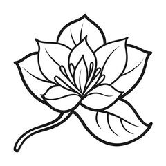 bauhinia flower line art on white background