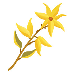 forsythia flower on white background
