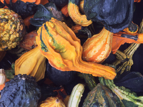 Pile of Multicolored Fall Gourds, Squash and Pumpkins Colorful Vegetables Texture Shot from Directly Above for Thanksgiving and Halloween Holidays Background