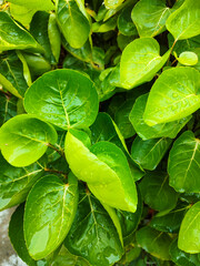 green cup leaves, popular for ornamental and medicinal purposes
