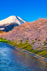 満開の桜並木と富士山合成