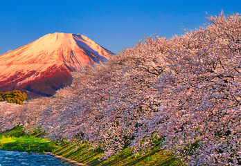 満開の桜並木と富士山合成