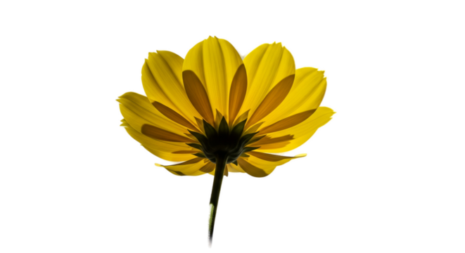 Backlit Yellow Daisy Flower Isolated on Bright Yellow Background - Powered by Adobe