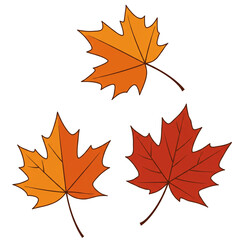Obraz premium Autumnal maple leaves in fiery hues