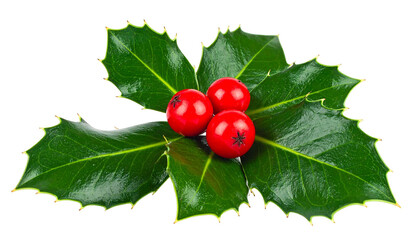 Holly sprig featuring vibrant green leaves and three bright red berries against a stark black background