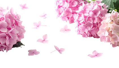 Hydrangeas Close-up of soft pink hydrangea blooms, scattered petals on a black background, delicate floral arrangement