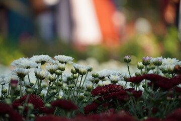 Colourful spring flowers bloom in the garden.