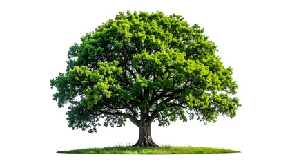 Isolated, full, bright-green tree with a thick trunk, on a grassy base, against a black background
