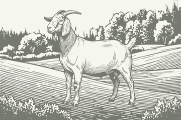 lineart illustration of a goat in an engraved style