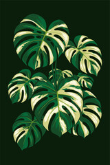illustration of monstera variegata leaves