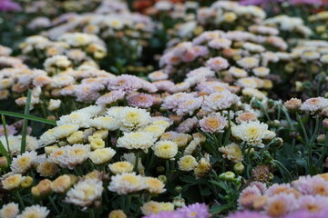 Colourful spring flowers bloom in the garden.