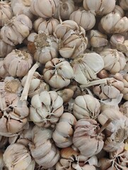 close up of garlic