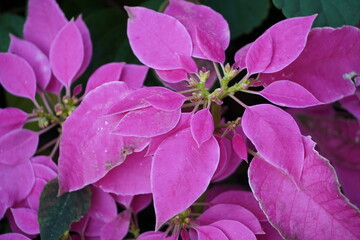 Colourful spring flowers bloom in the garden.